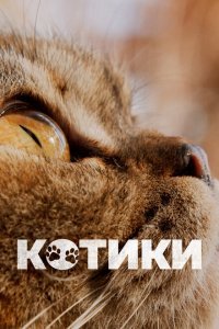  Котики (2022) 