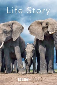  История жизни (2014) 